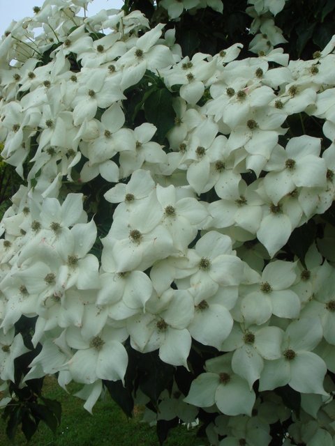 Cornus kousa fleur